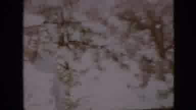 Pennsylvania USA (1958): Middle-Aged Man Exploring Nature Among The Trees