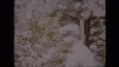 Pennsylvania USA (1958): A Couple Inspecting And Touching Wind Blown Flowers On