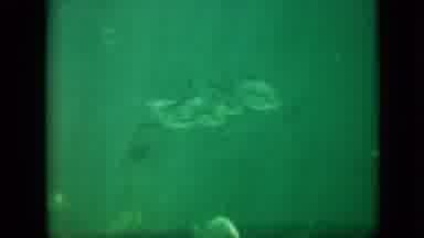 Pennsylvania USA (1958): A Girl Sitting On A Porch, And A Group Of Marine Life