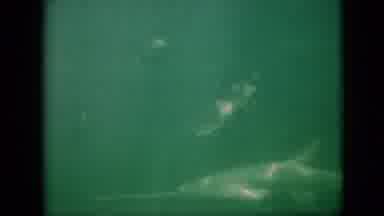 Pennsylvania USA (1958): Large Swordfish Swims Past A Group Of Smaller Fish