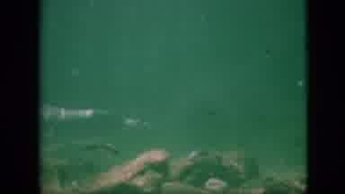 Pennsylvania USA (1958): Dolphins Swimming In A Aquarium