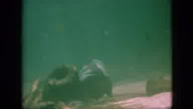 Pennsylvania USA (1958): Two Fish Swimming One In The Foreground And One In The