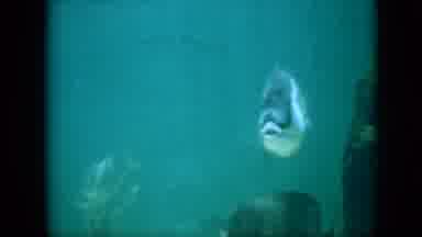 Pennsylvania USA (1958): Different Fishes Swimming
