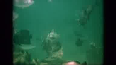 Pennsylvania USA (1958): An Assortment Of Fish Swim Near Underwater Rocks And