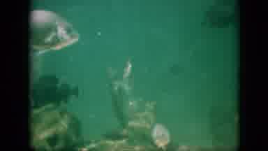 Pennsylvania USA (1958): Fish Into The Deep