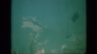 Pennsylvania USA (1958): Shark Scares Away Other Fish In Aquarium