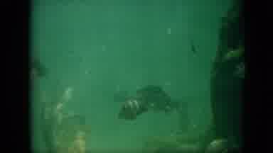 Pennsylvania USA (1958): The Unique Ocean Lives Of Fish