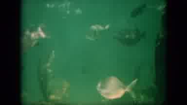 Pennsylvania USA (1958): Retro Video Of Aquarium Fish Enjoying A Swim