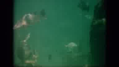 Pennsylvania USA (1958): Various Sized Fish Swimming Underwater Among Aquatic
