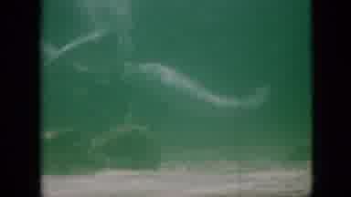 Pennsylvania USA (1958): Dolphins With Handler