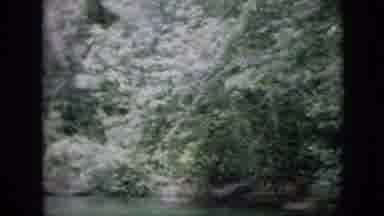 Pennsylvania USA (1958): River And Forest Of Trees With Green Foliage