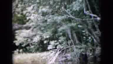 Pennsylvania USA (1958): Vintage 8mm Film Of Overgrowth Along The Edge Of A Wooded