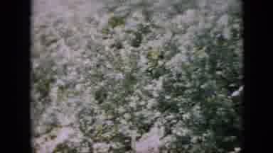 Pennsylvania USA (1958): Royal Horses Performing Practices