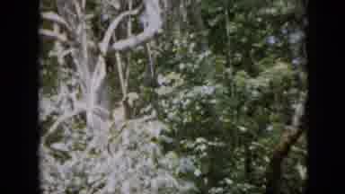 Pennsylvania USA (1958): Monkey With Brown Fur Is Sitting In A Tree Jumps Onto