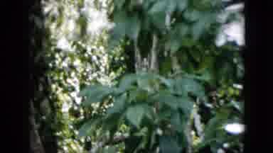 Pennsylvania USA (1958): Little Monkey Having Fun In The Woods
