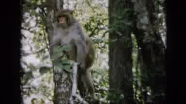 Pennsylvania USA (1958): Two Monkeys Sitting And Walking In A Tree