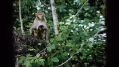 Pennsylvania USA (1958): A Monkey And Its Offspring Sit On A Tree Branch Near A