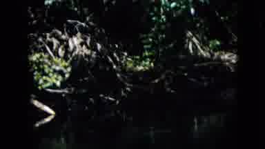 Pennsylvania USA (1958): Free Roaming Monkey Dipping Hand In Nearby Stream In The