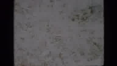 Pennsylvania USA-1958: Fuzzy White Video Human And Plants