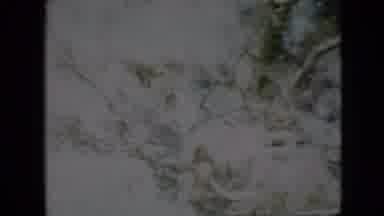 Pennsylvania USA (1958): Gusty Winds Blowing Swiftly On Tree Top Full Of Chirping