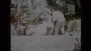 Pennsylvania USA (1958): Garden Party Neighborhood People