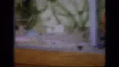 Philadelphia Pennsylvania USA (1964): A Built In The Wall Fish Tank With Lots Of