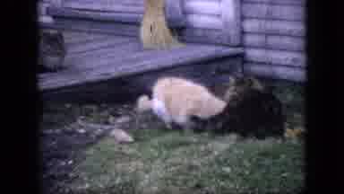 Philadelphia Pennsylvania USA (1964): Three Cats Lounging On And Around A