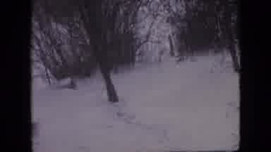 Philadelphia Pennsylvania USA (1964): Guy In The Woods