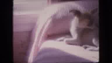 PHILADELPHIA PENNSYLVANIA USA-1964: Home Shot Video Of A Child, A Dog And A Plane