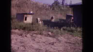 Philadelphia Pennsylvania USA (1964): Dogs Chained To Dog Houses Wag Their Tails