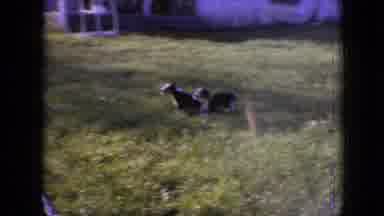Philadelphia Pennsylvania USA (1964): Puppies Running Towards Children
