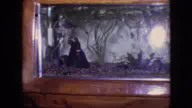 Philadelphia Pennsylvania USA (1964): Betta Swimming In A Tank