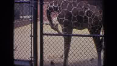 Philadelphia Pennsylvania USA (1964): Giraffe In A Cage Socializing With Birds And