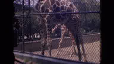 Philadelphia Pennsylvania USA (1964): Children Feed Giraffe Snacks