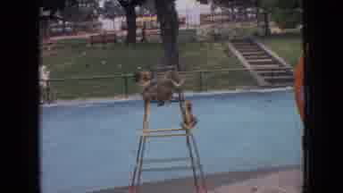 Philadelphia Pennsylvania USA (1964): Monkeys Playing Together And Free Roaming In