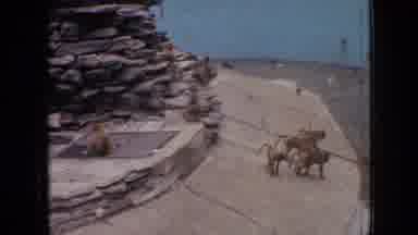 Philadelphia Pennsylvania USA (1964): Onlookers Watch Monkeys Play In Their