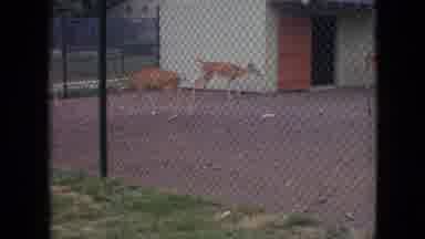 Philadelphia Pennsylvania USA-1964: Deer In Fenced Enclosure With Chain Link Fence