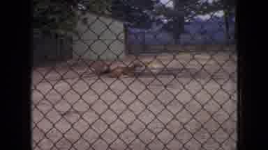 Philadelphia Pennsylvania USA (1964): Animal Place Outside Grounds