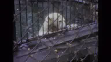 Philadelphia Pennsylvania USA (1964): Bears At The Zoo