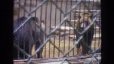 Philadelphia Pennsylvania USA (1964): Zoo Showing Its Two Bears And A Duck
