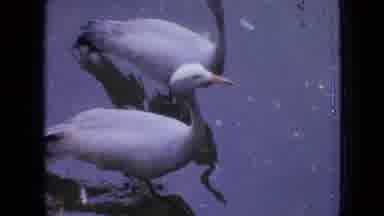 Philadelphia Pennsylvania USA (1964): Birds And Crocodile Near A Body Of Water