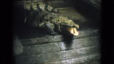 Philadelphia Pennsylvania USA (1964): Wildlife Spotting Attempt Shot