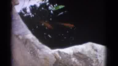 New Jersey USA (1965): Fishing Pond In A Garden Like Setup