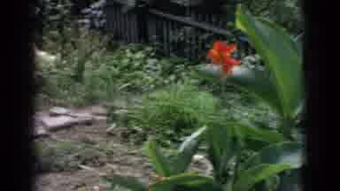 New Jersey USA (1965): Beautiful Bungalow With Large Garden Looks Like Summer And