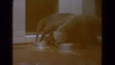 New Jersey USA (1965): Zoo Animals Doing Chill