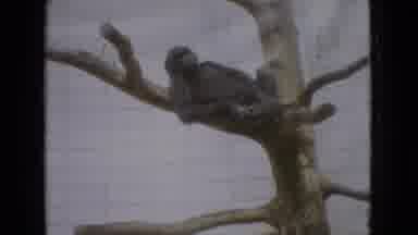 New Jersey USA (1965): Monkey Outside Hanging Out