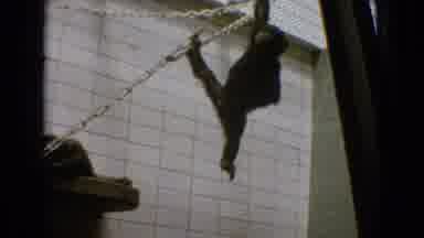 New Jersey USA (1965): Monkeys Hanging Out In An Enclosure