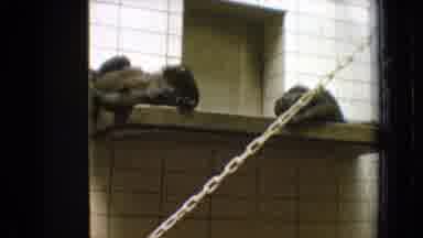 New Jersey USA (1965): Primates Relaxing On Platform And Red Panda Standing Near