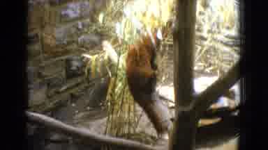 New Jersey USA (1965): Red Panda & Zebras In Zoo