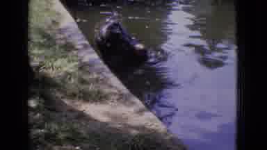 New Jersey USA (1965): Hippopotamus Eating Snacks At The Zoo